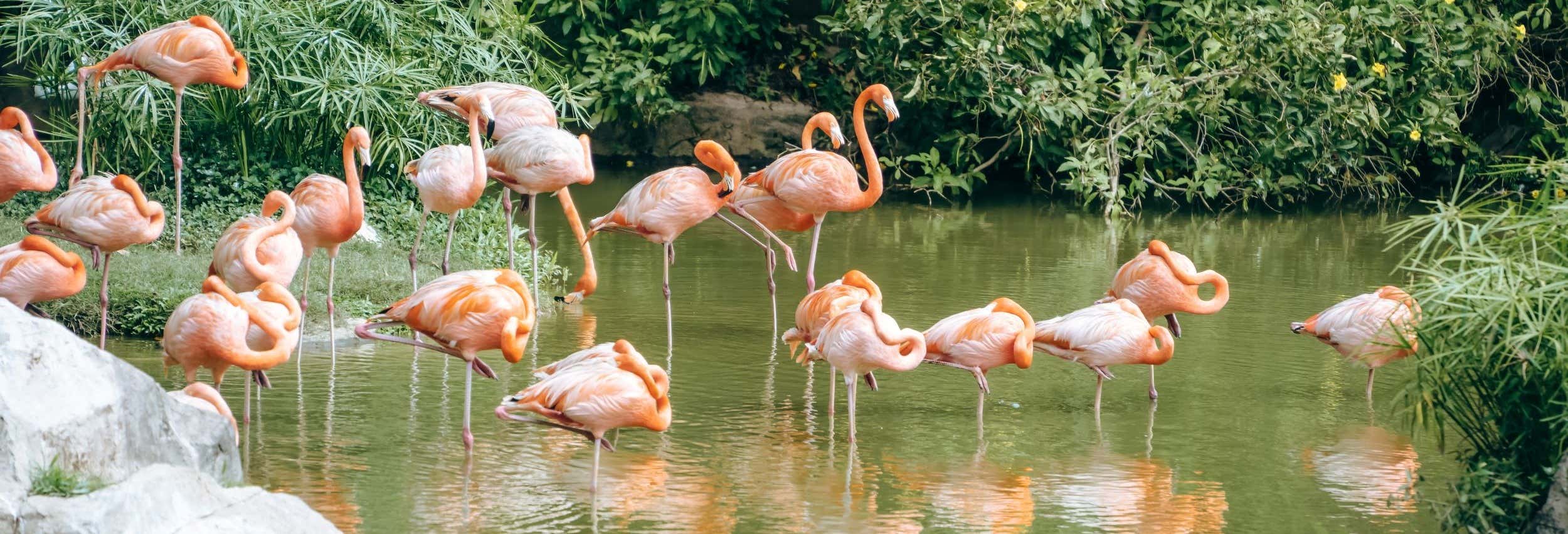 Flamingo Gardens Ticket