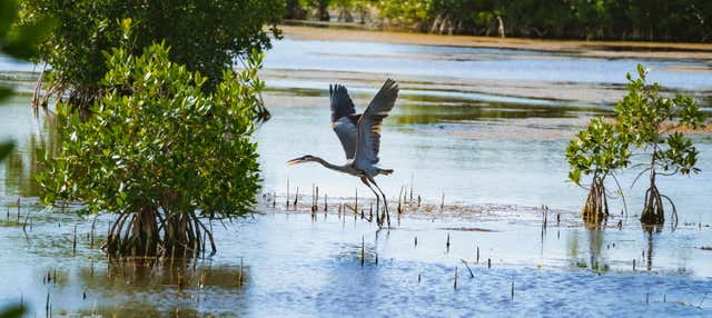 Escursione alle Everglades