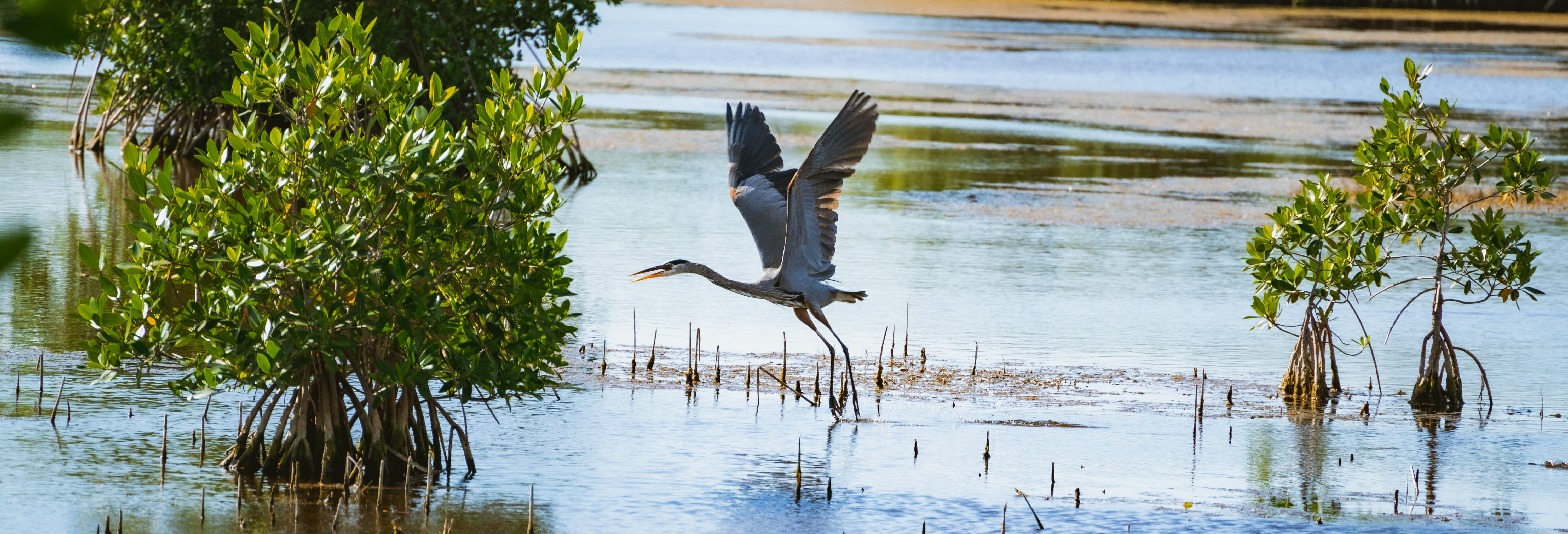 Everglades Day Trip