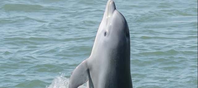 Avvistamento di delfini a Galveston