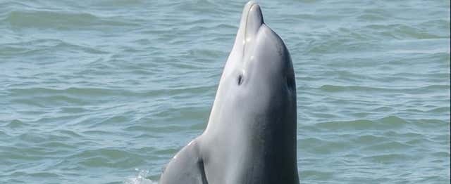 Avistamiento de delfines en Galveston