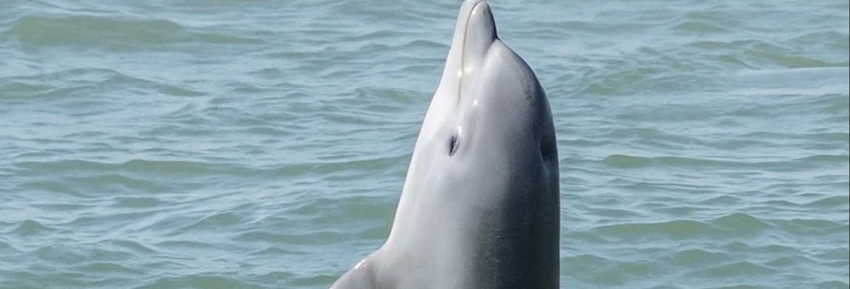 Avvistamento di delfini a Galveston