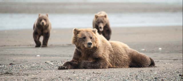 Avvistamento di orsi grizzly