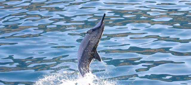 Avvistamento di delfini o tartarughe a Oahu + Snorkeling