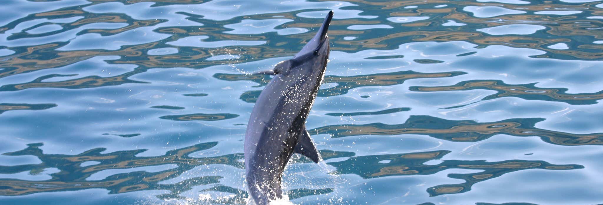 Avvistamento di delfini o tartarughe a Oahu + Snorkeling