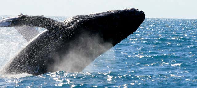 Avistamiento de ballenas en Waikiki