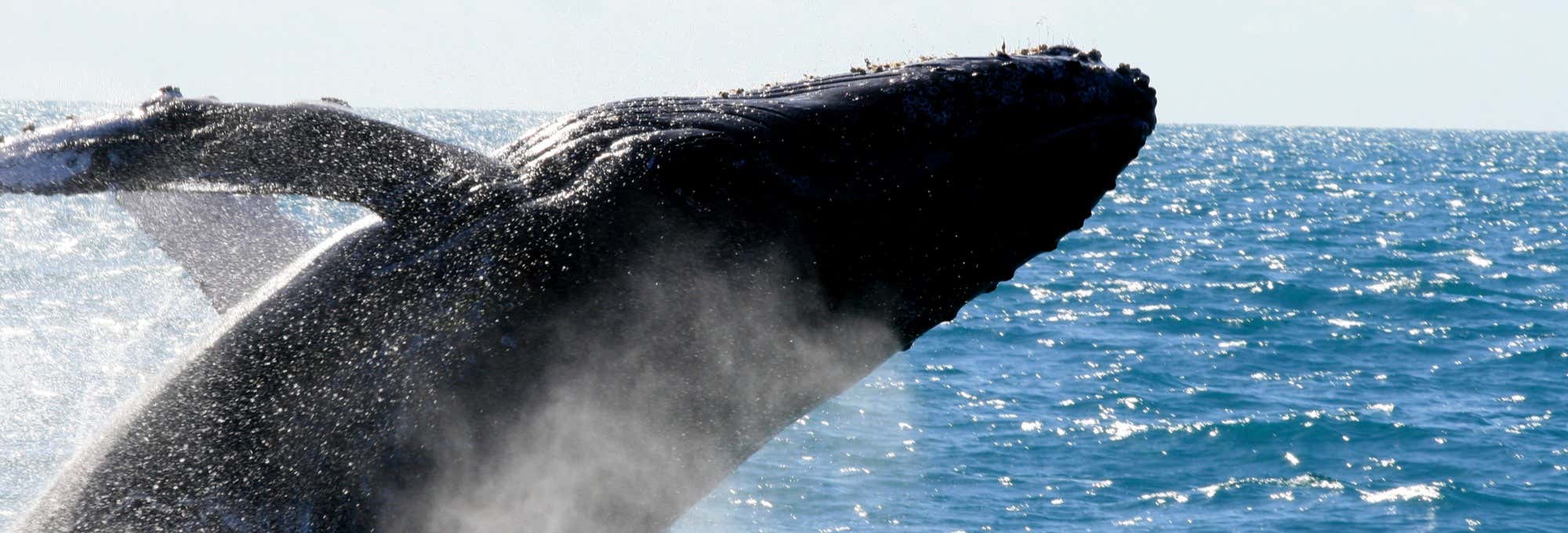 Avistamiento de ballenas en Waikiki