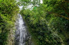 Manoa Falls Day Trip