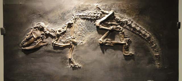 Biglietti per il Museo di Scienze Naturali con audioguida