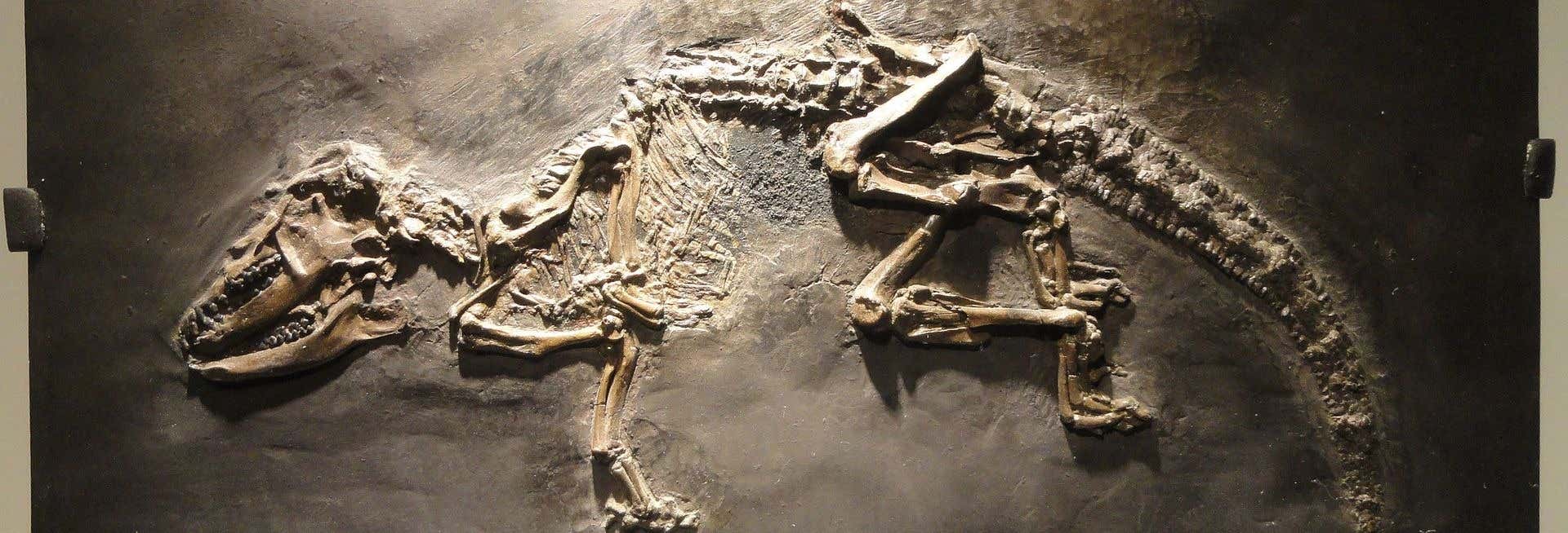 Biglietti per il Museo di Scienze Naturali con audioguida