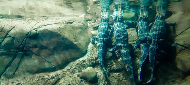 Biglietti per il Downtown Aquarium Houston