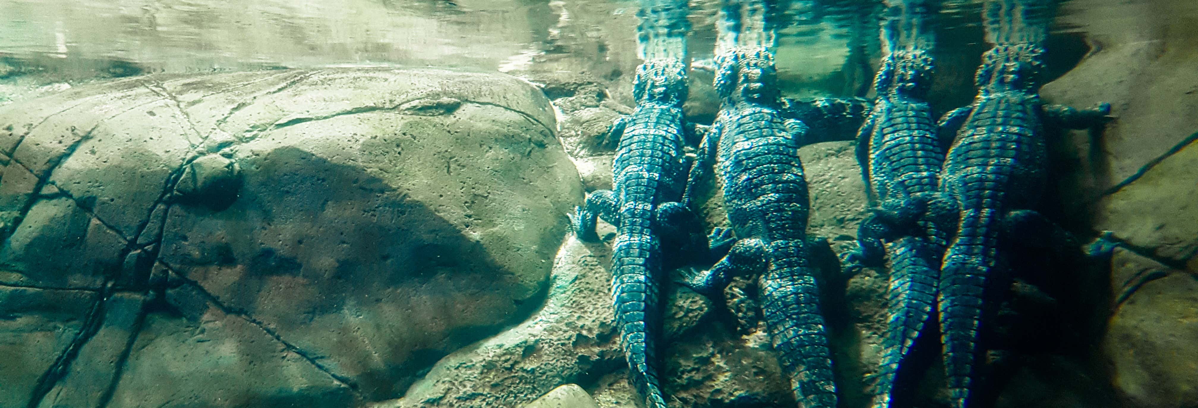 Biglietti per il Downtown Aquarium Houston