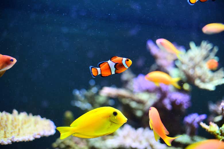 Houston Downtown Aquarium Tickets
