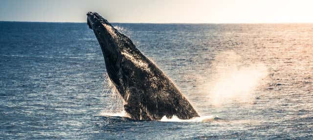 Avvistamento di megattere a Kailua-Kona