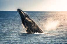 Avistamiento de ballenas jorobadas en Kailua-Kona