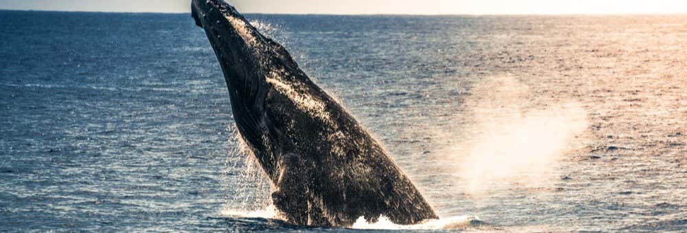 Avvistamento di megattere a Kailua-Kona