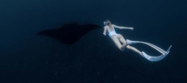 Bagno notturno con le mante giganti