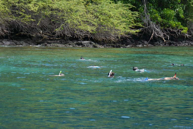 Snorkel en Isla de Hawái, Isla de Hawaii