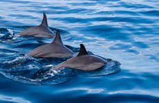 Island of Hawaii Snorkel & Dolphin Watching Cruise