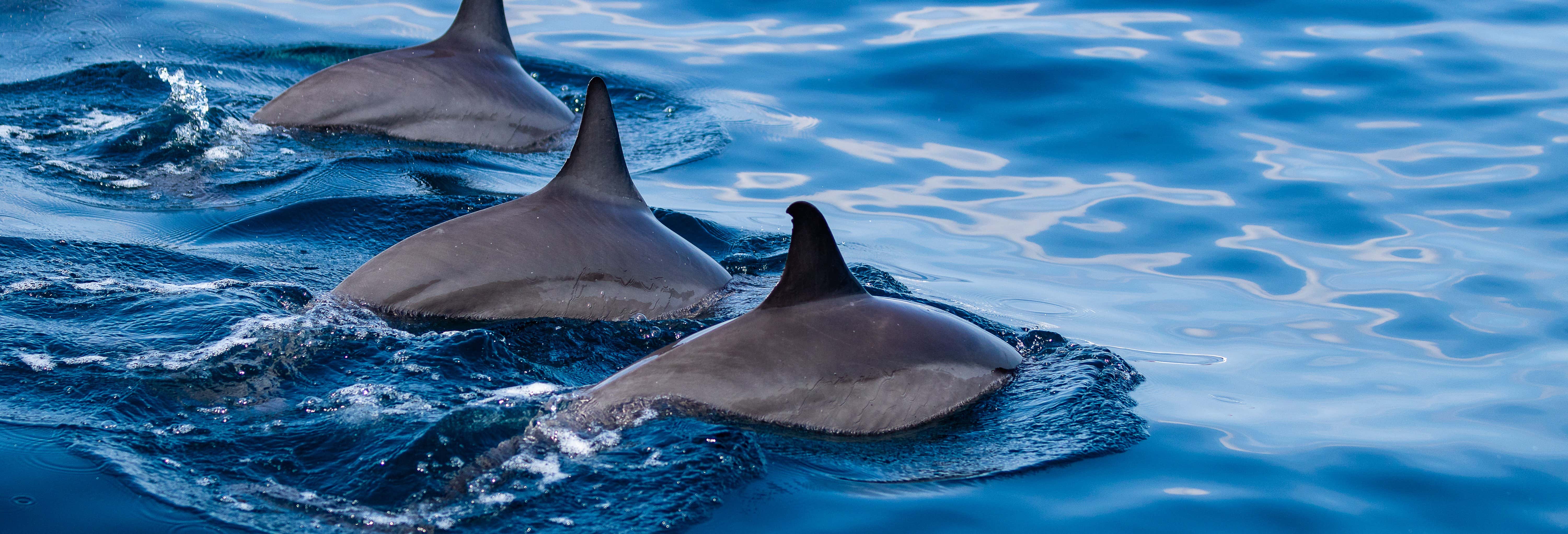 Giro in barca lungo la costa di Kona con avvistamento di delfini