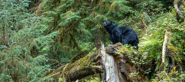 Tour por el Bosque Nacional de Tongass