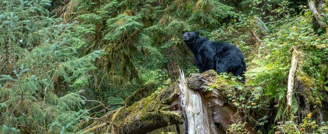Tour por el Bosque Nacional de Tongass