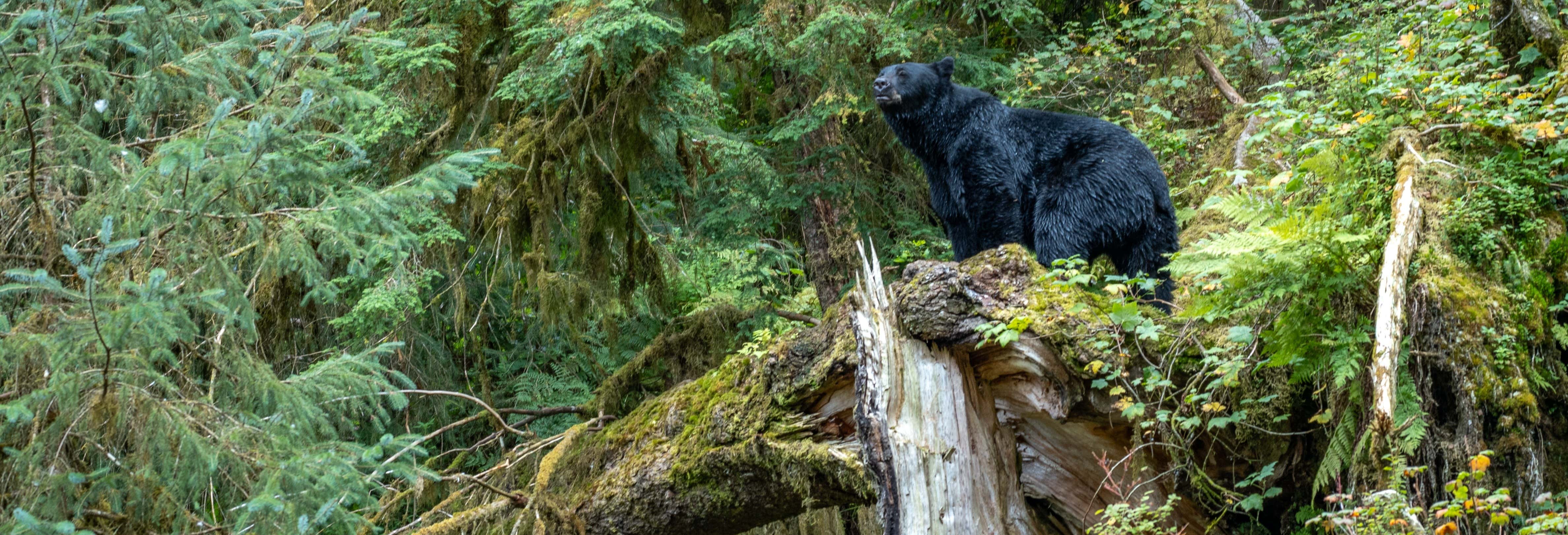 Tour por el Bosque Nacional de Tongass