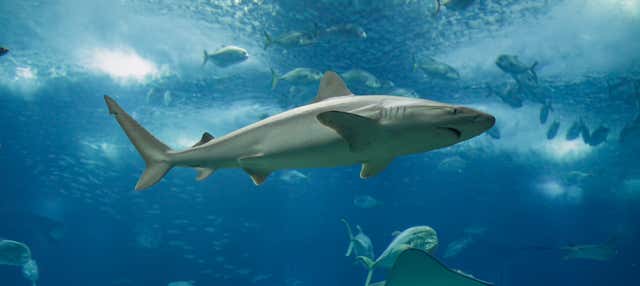 Biglietti per lo Shark Reef Aquarium