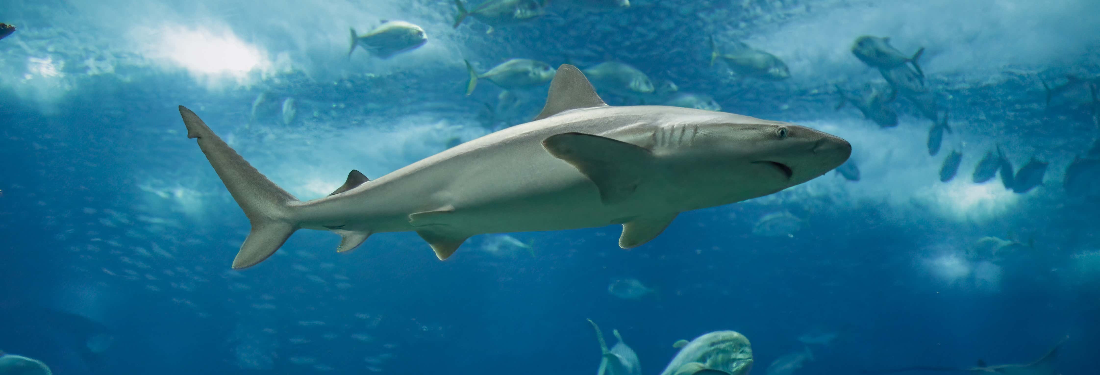 Biglietti per lo Shark Reef Aquarium