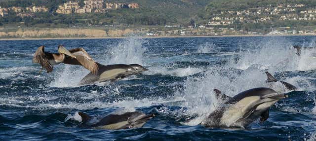 Avvistamento di balene e delfini a Newport Beach