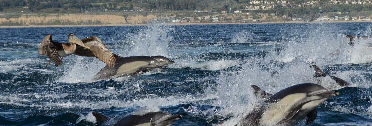 Avvistamento di balene e delfini a Newport Beach