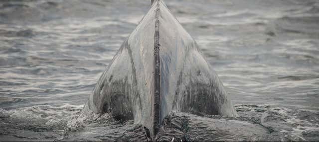 Whale watching a Los Angeles