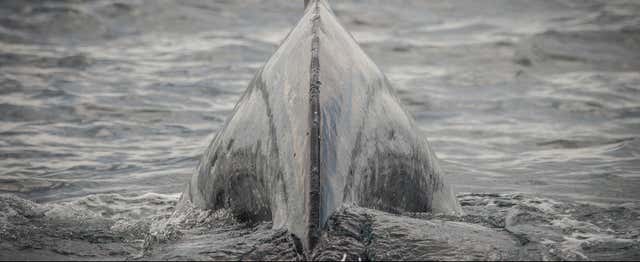 Avistamiento de ballenas en Los Ángeles