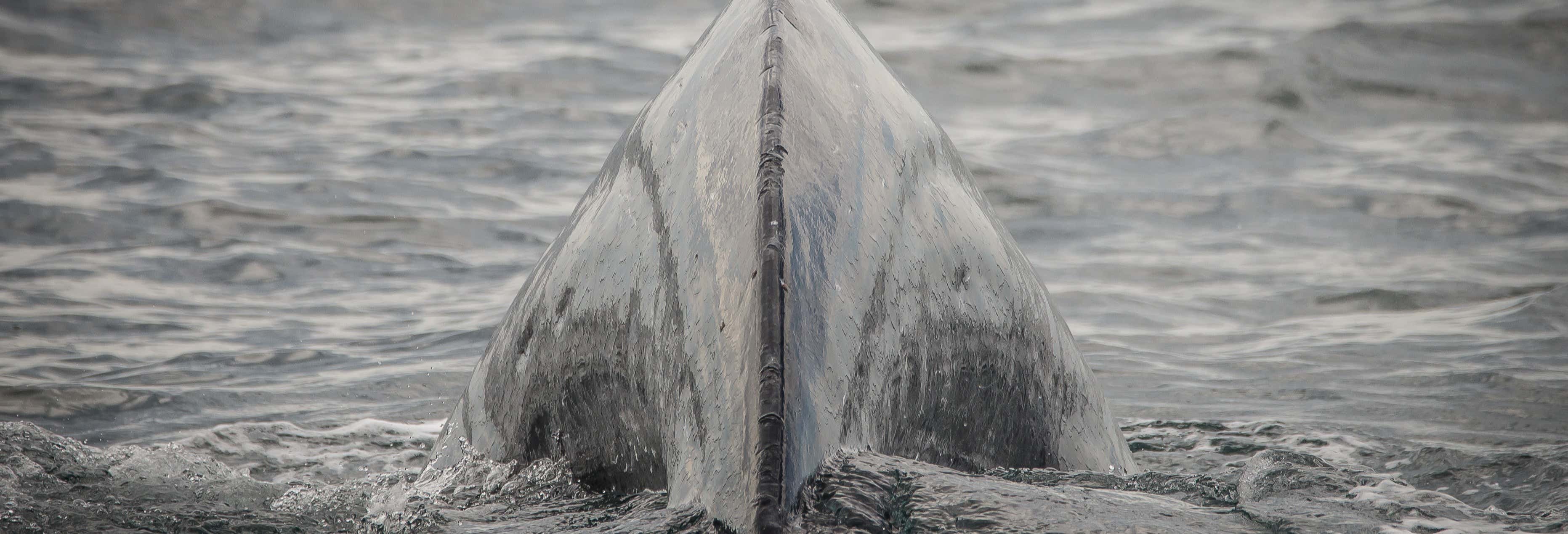 Whale watching a Los Angeles