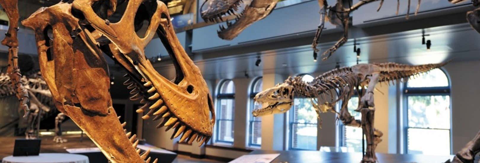 Biglietti per il Museo di Storia Naturale di Los Angeles