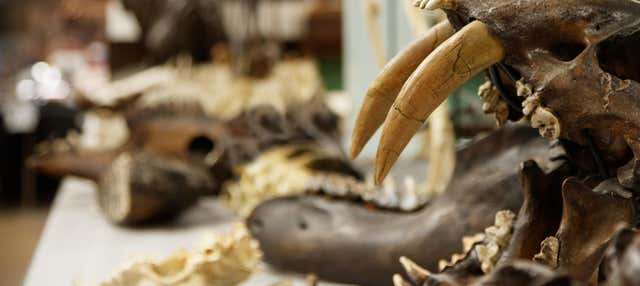 Biglietti per il Rancho La Brea e il suo museo