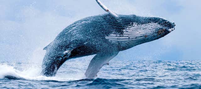 Avvistamento di balene a Maui