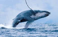 Whale Watching in Maui
