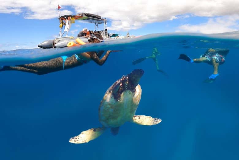 Snorkeling & Dolphin Watching in Lanai