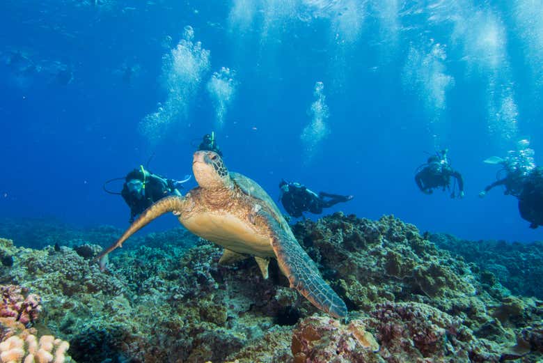 Maui Scuba Diving Introduction in Lahaina - Book at Civitatis.com