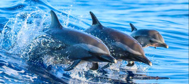 Snorkeling e avvistamento di delfini a Lanai