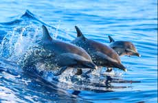 Snorkeling & Dolphin Watching in Lanai