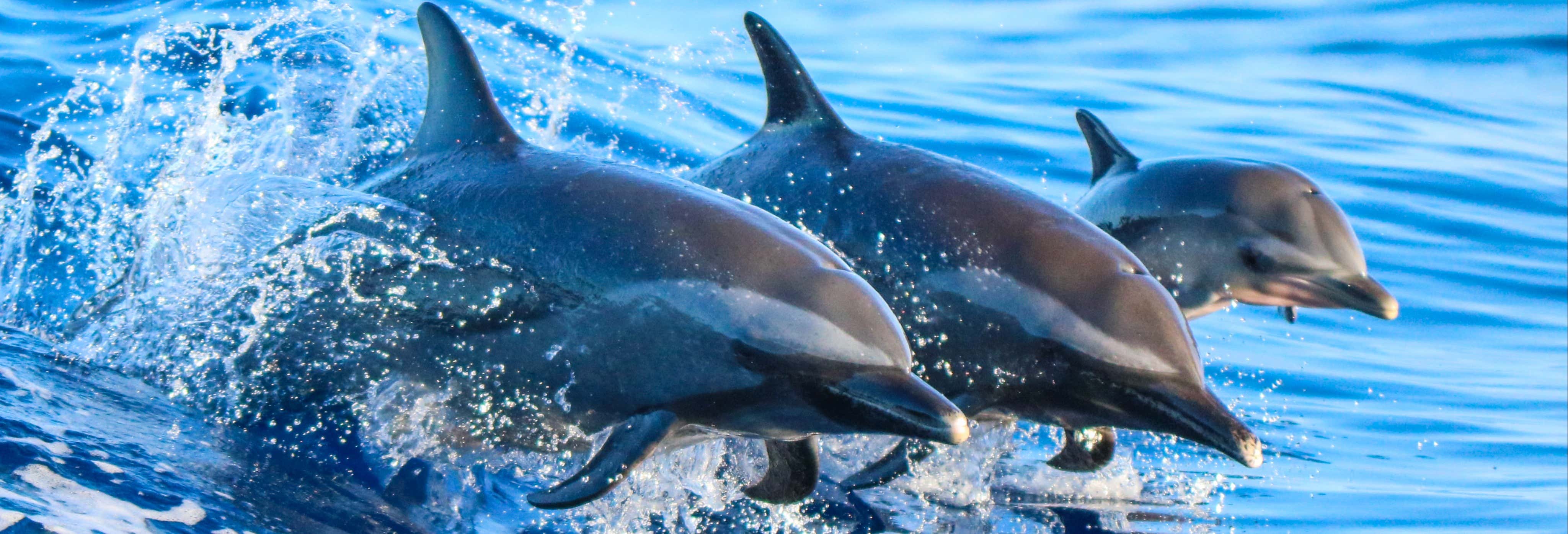 Snorkeling e avvistamento di delfini a Lanai