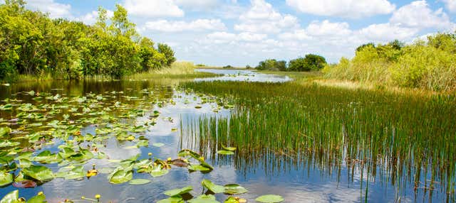 Offerta: Everglades + Autobus turistico Big Bus + Ville dei VIP