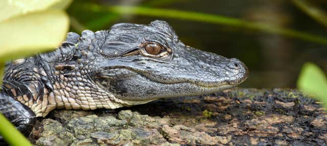 Excursión a los Everglades