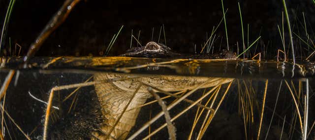 Excursión nocturna a los Everglades