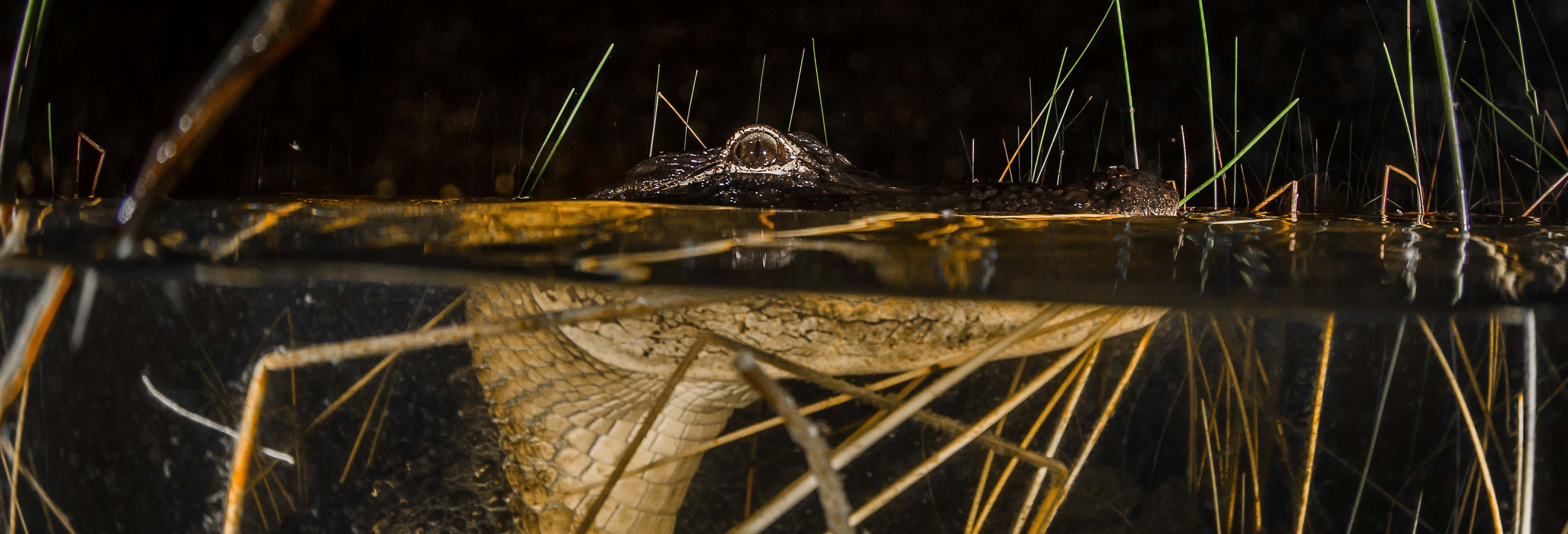 Escursione serale alle Everglades