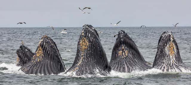 Whale watching a Monterey