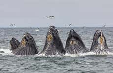 Monterrey Whale Watching