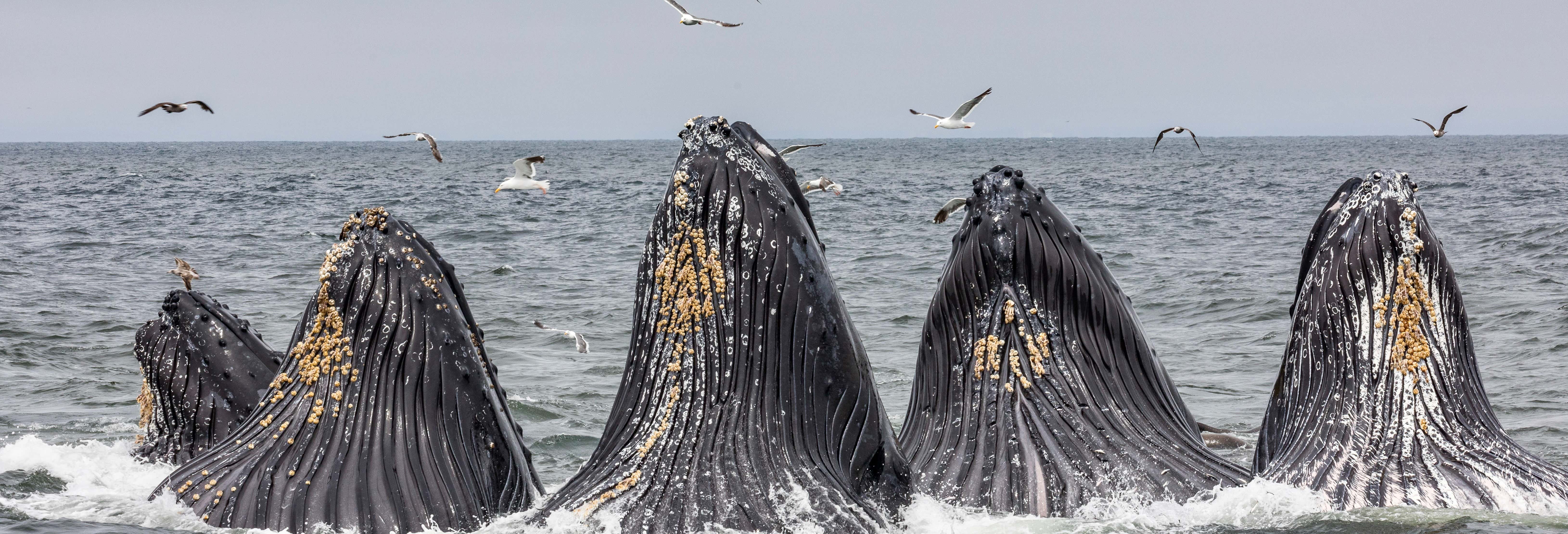 Whale watching a Monterey